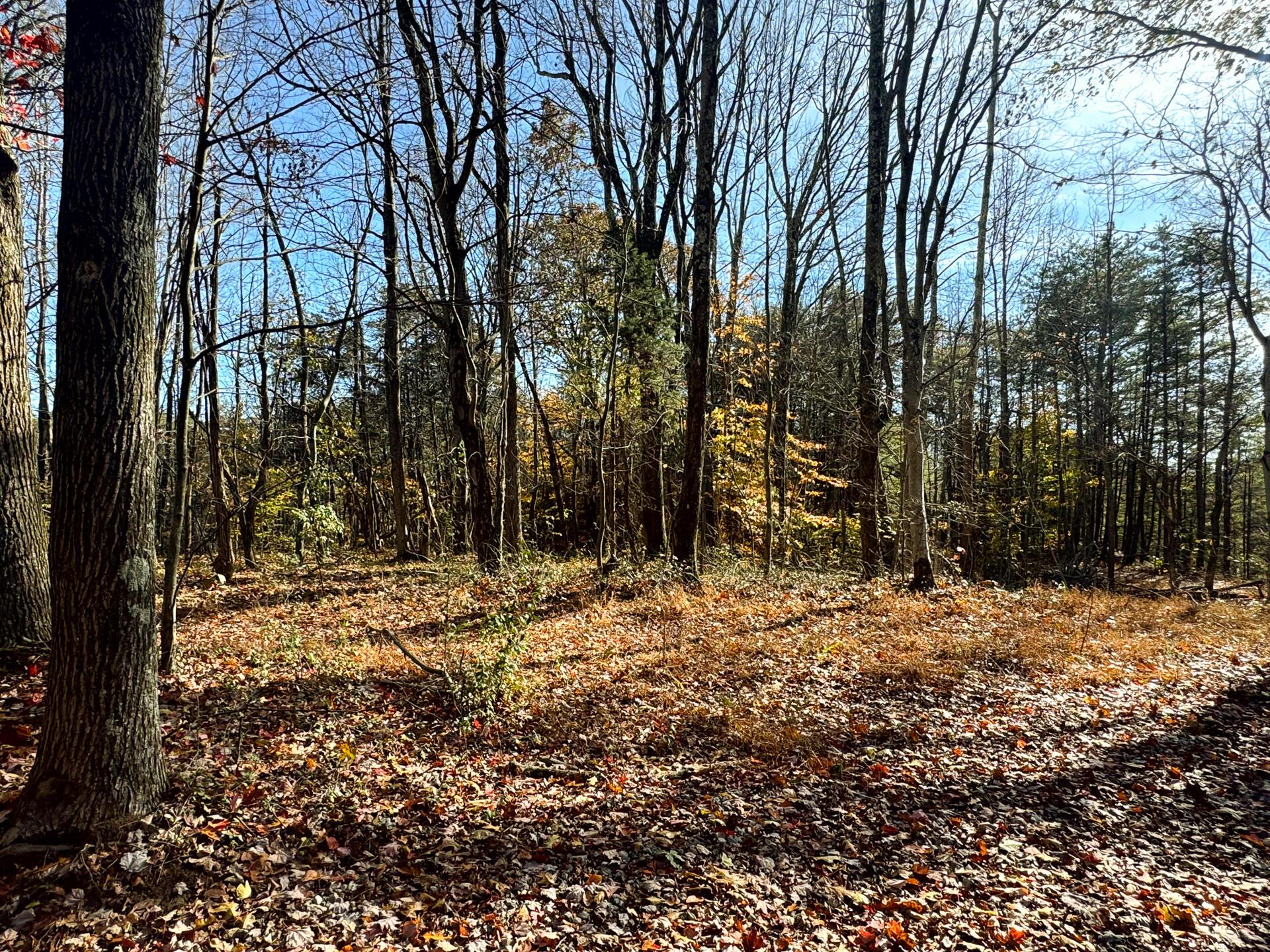 818 Campaign Poplar Road, Unit PONDS POPLAR RIDGE TRACT 4) Gallipolis, OH 45631 - Photo 4 of 24 CT-4
