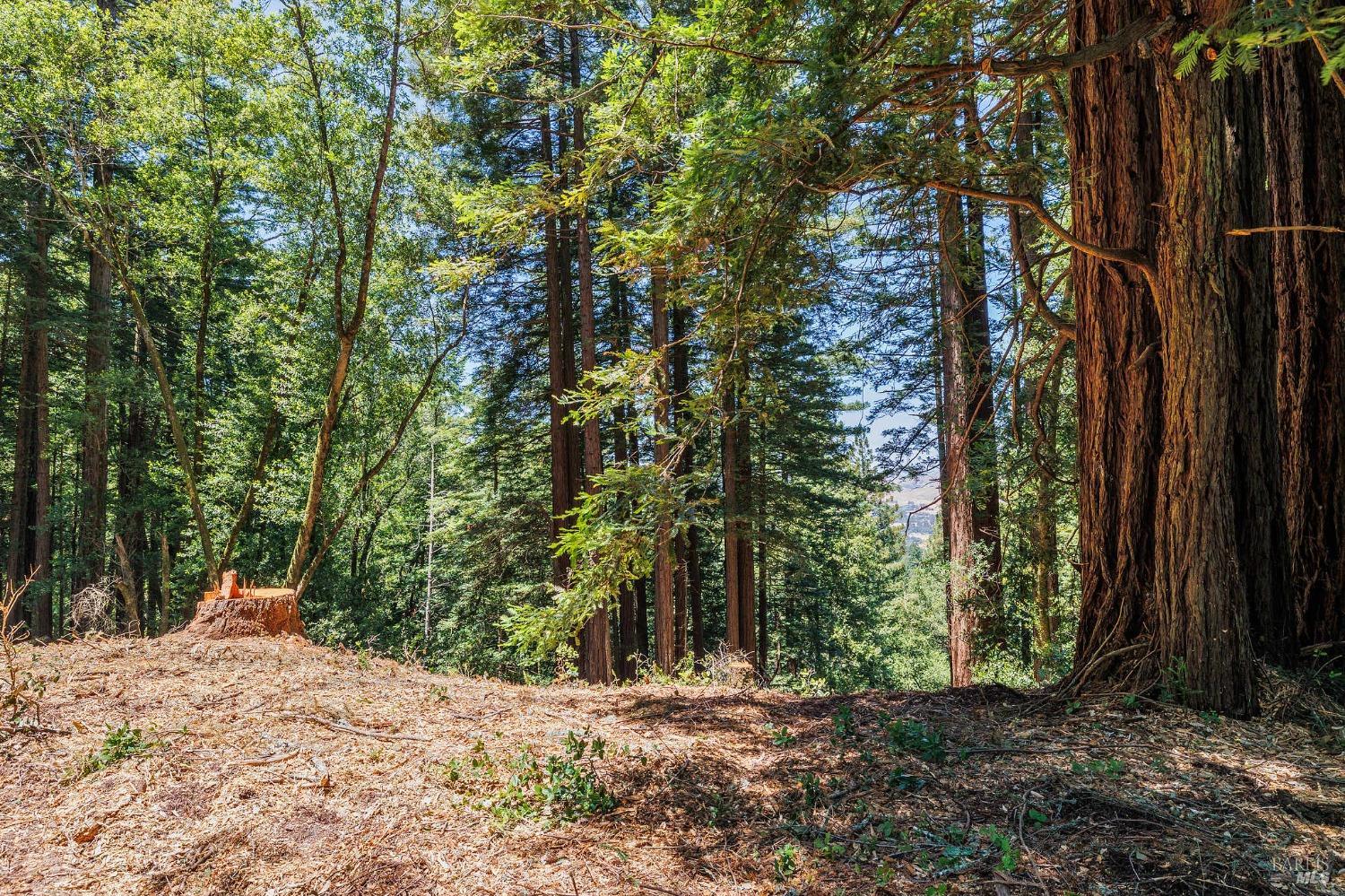 1401 Nicasio Valley Road Nicasio, CA 94946 - Photo 20 of 23