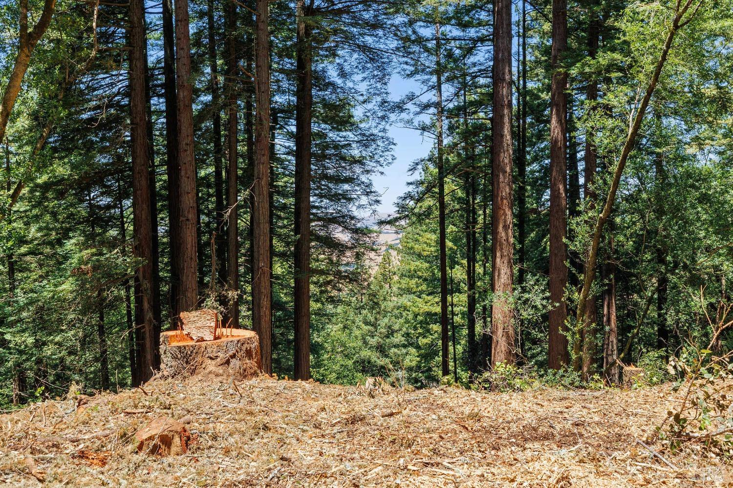 1401 Nicasio Valley Road Nicasio, CA 94946 - Photo 10 of 23