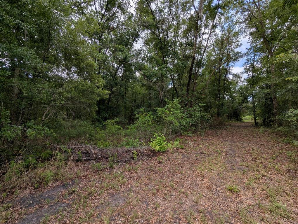 91st Street Alachua, FL 32615 - Photo 21 of 36 a view of a forest with trees in the background