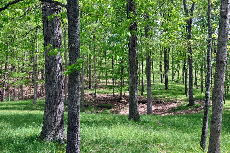 100 Hoke's Mill Road Union, WV 24983 - Photo 31 of 77 Gallery Image 31
