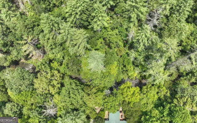 a view of a lush green forest with a tree