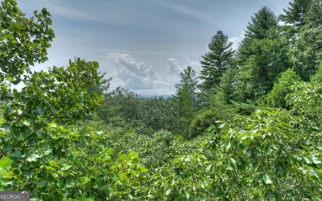 a view of a plant in a garden