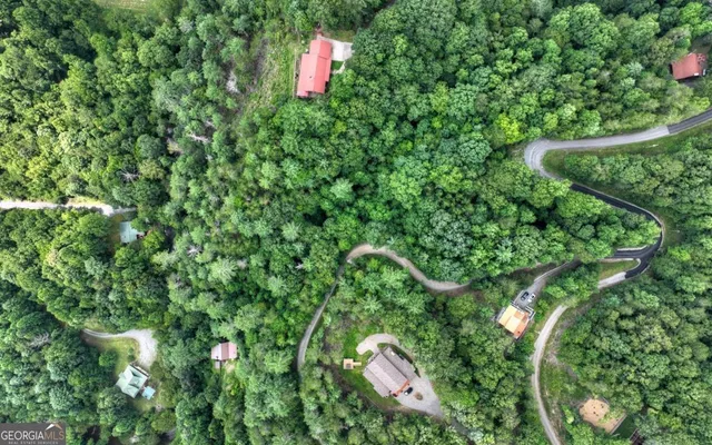 a close up of a plant in a garden