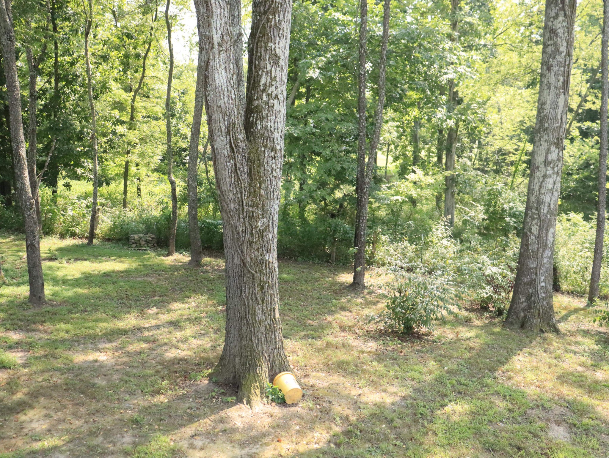 321 South Leath Road Portland, TN 37148 - Photo 31 of 33 a view of backyard with trees