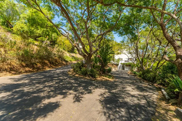 a view of a large yard with a large tree and a yard