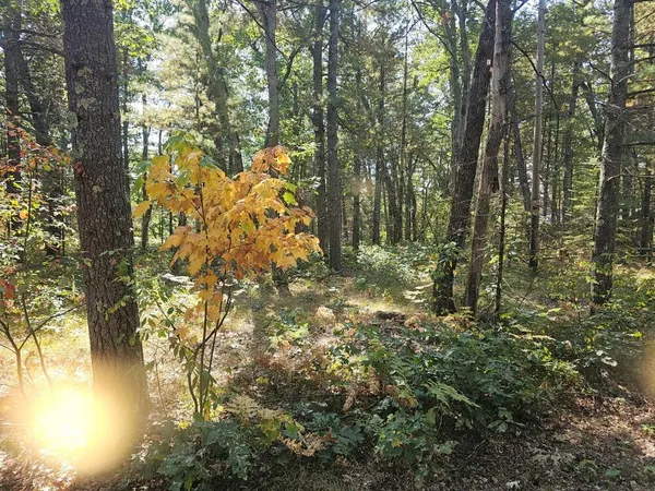 $64,900 | V/l West Wilmas Way, Baldwin, MI 49304