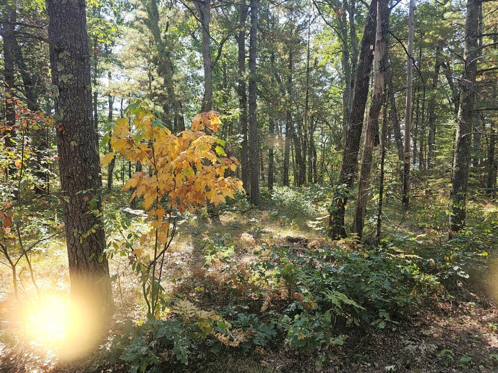 V/l West Wilmas Way Baldwin, MI 49304 - Photo 2 of 8 20240919_120955