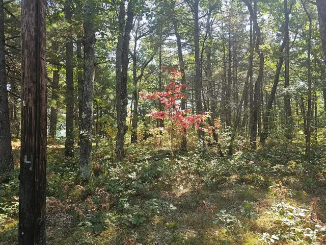 $64,900 | V/l West Wilmas Way, Baldwin, MI 49304