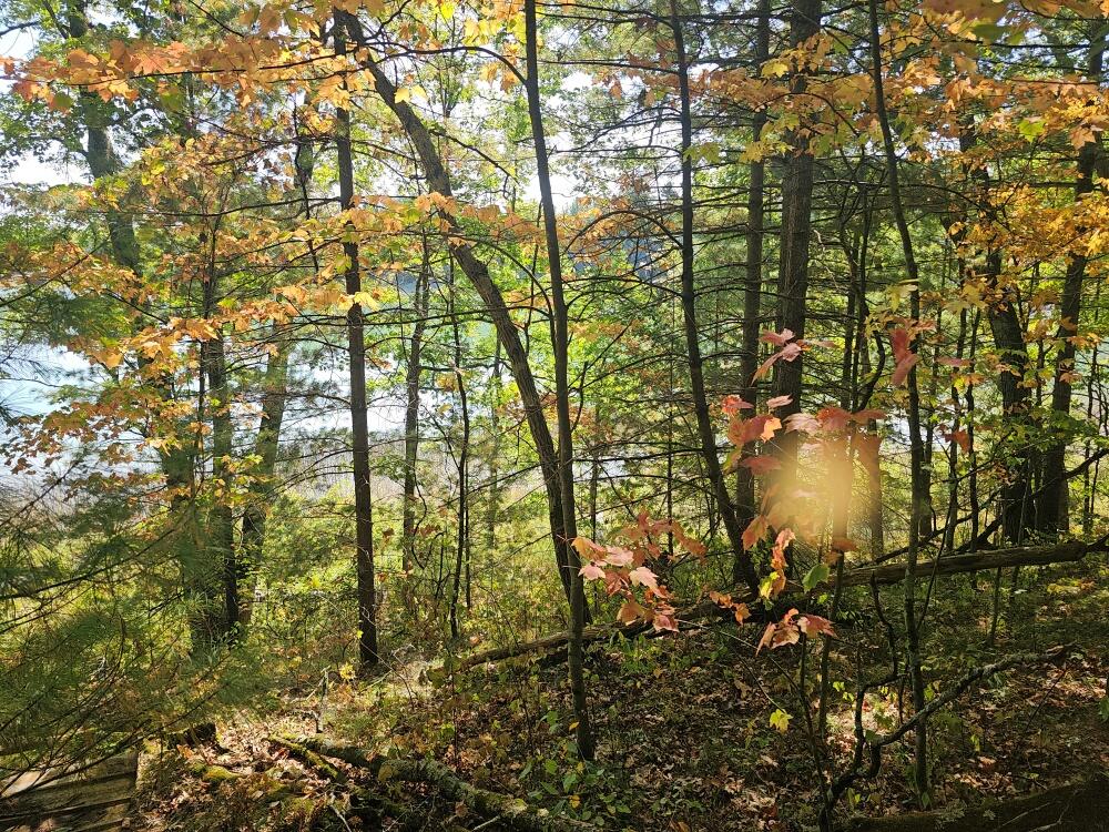 V/l West Wilmas Way Baldwin, MI 49304 - Photo 4 of 8 20240919_121843