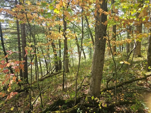 $64,900 | V/l West Wilmas Way, Baldwin, MI 49304