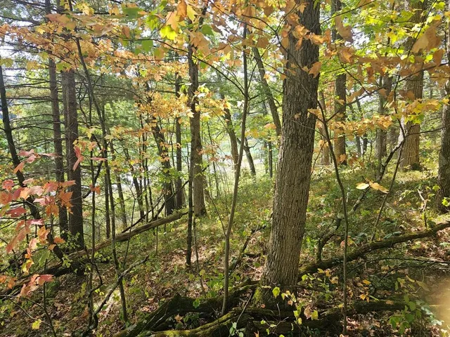 $64,900 | V/l West Wilmas Way, Baldwin, MI 49304