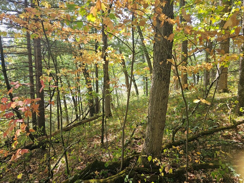 V/l West Wilmas Way Baldwin, MI 49304 - Photo 5 of 8 20240919_121847