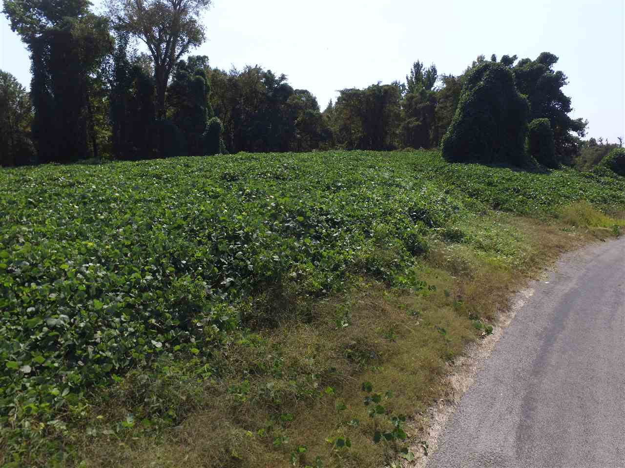 0 Jeff Webb Road Ripley, TN 38063 - Photo 9 of 13 Gallery Image 9