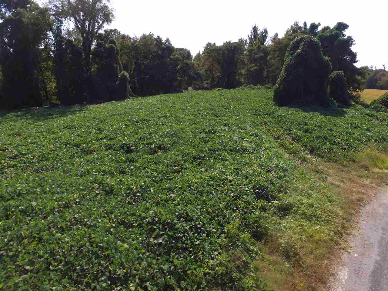 0 Jeff Webb Road Ripley, TN 38063 - Photo 10 of 13 Gallery Image 10