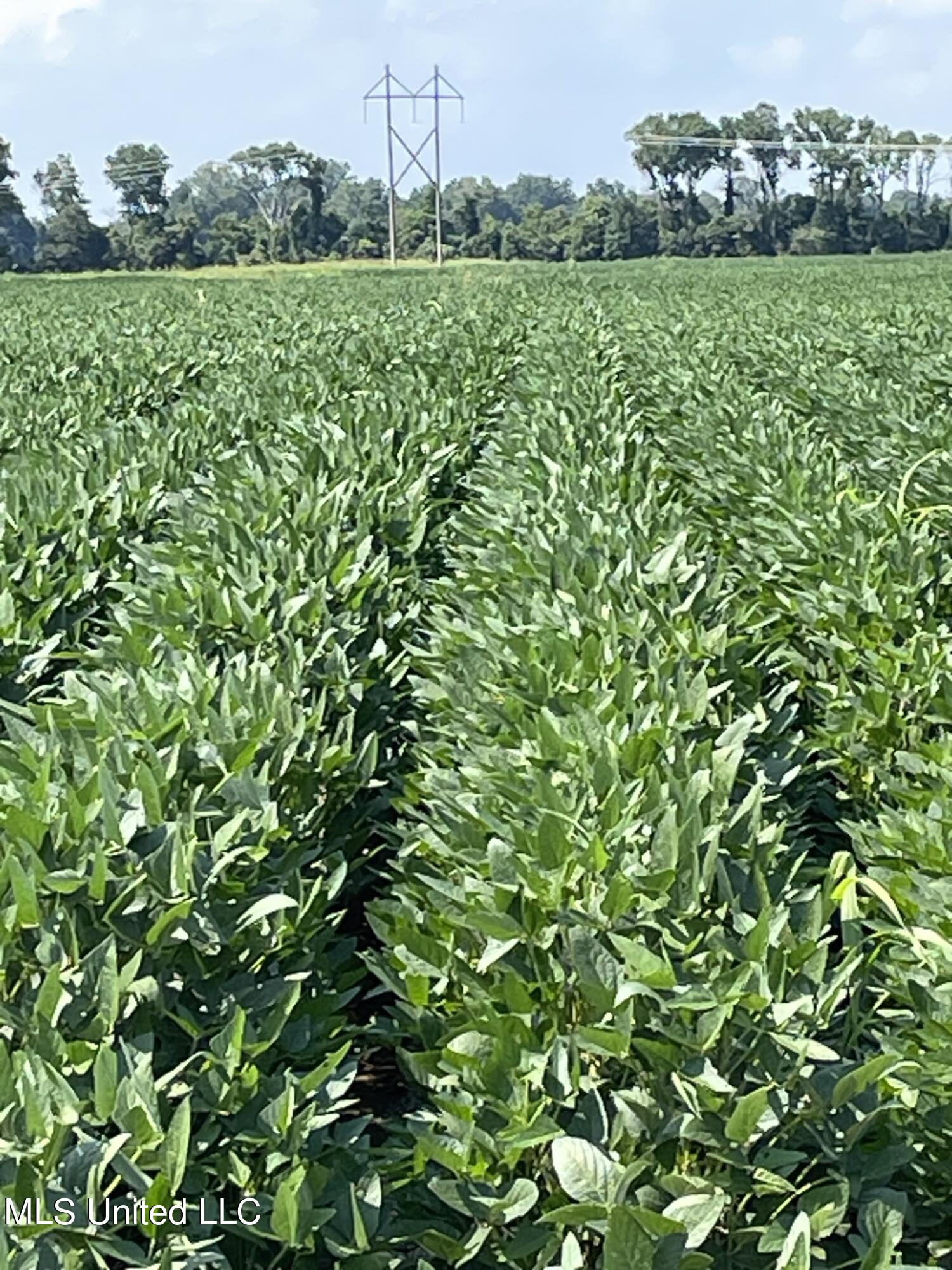 St Bayou Road Anguilla, MS 38721 - Photo 11 of 11 Potosi Turnrow 1