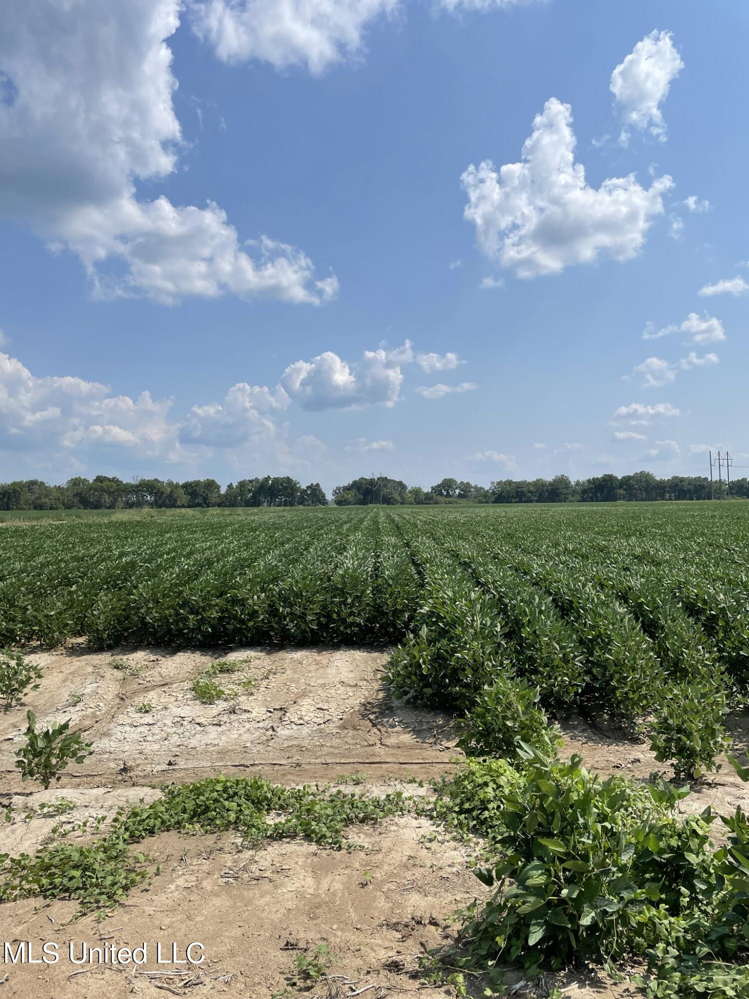 St Bayou Road Anguilla, MS 38721 - Photo 3 of 11 Row Soybeans1