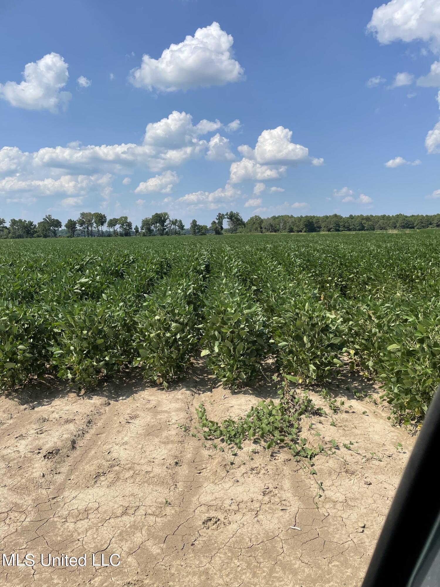 St Bayou Road Anguilla, MS 38721 - Photo 4 of 11 Row Soybeans2