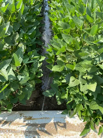 $4,181,925 | St Bayou Road, Anguilla, MS 38721