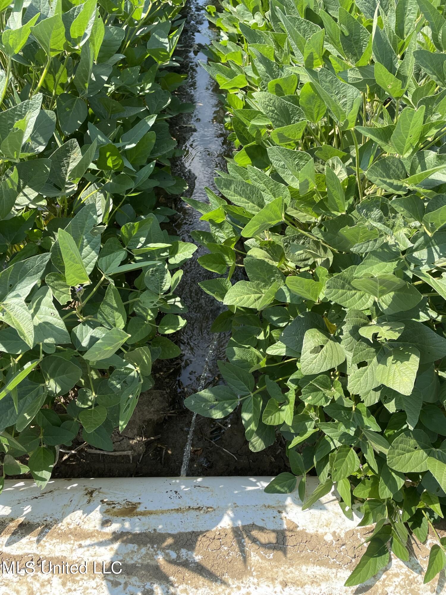 St Bayou Road Anguilla, MS 38721 - Photo 5 of 11 Potosi water short