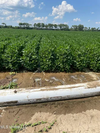 $4,181,925 | St Bayou Road, Anguilla, MS 38721