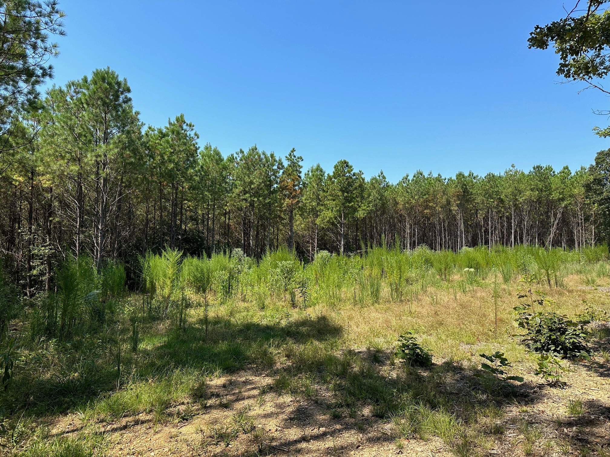 586 Seiber Ridge Road Hohenwald, TN 38462 - Photo 11 of 32 a view of lake with green space