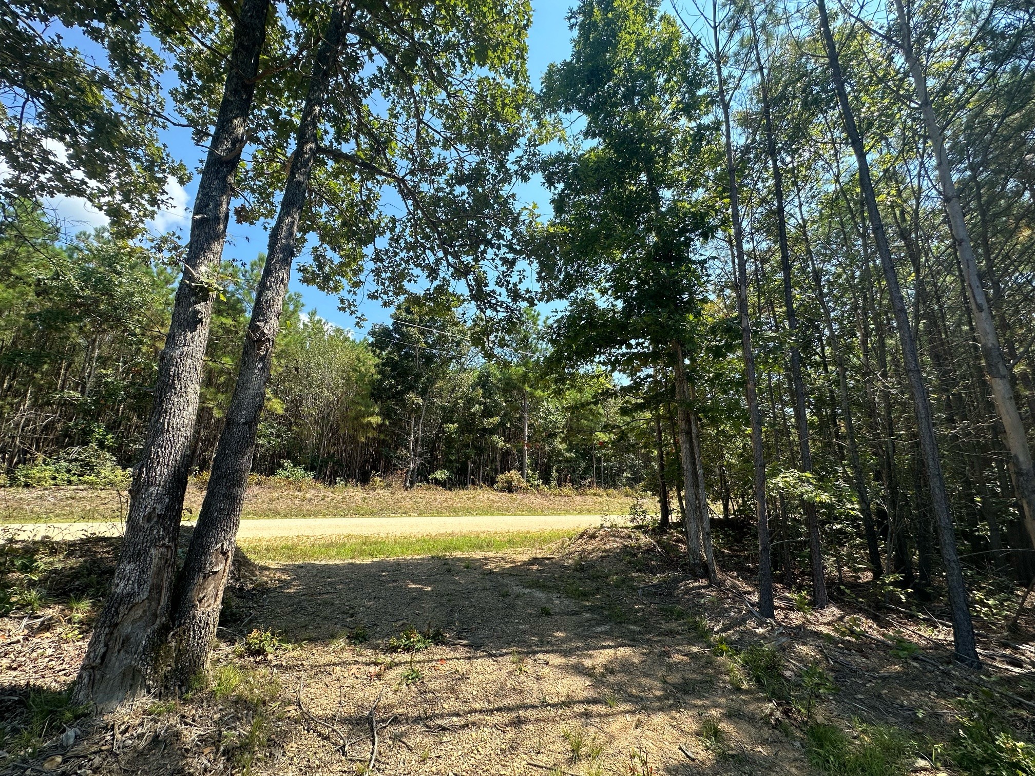 586 Seiber Ridge Road Hohenwald, TN 38462 - Photo 13 of 32 a view of a yard with a tree