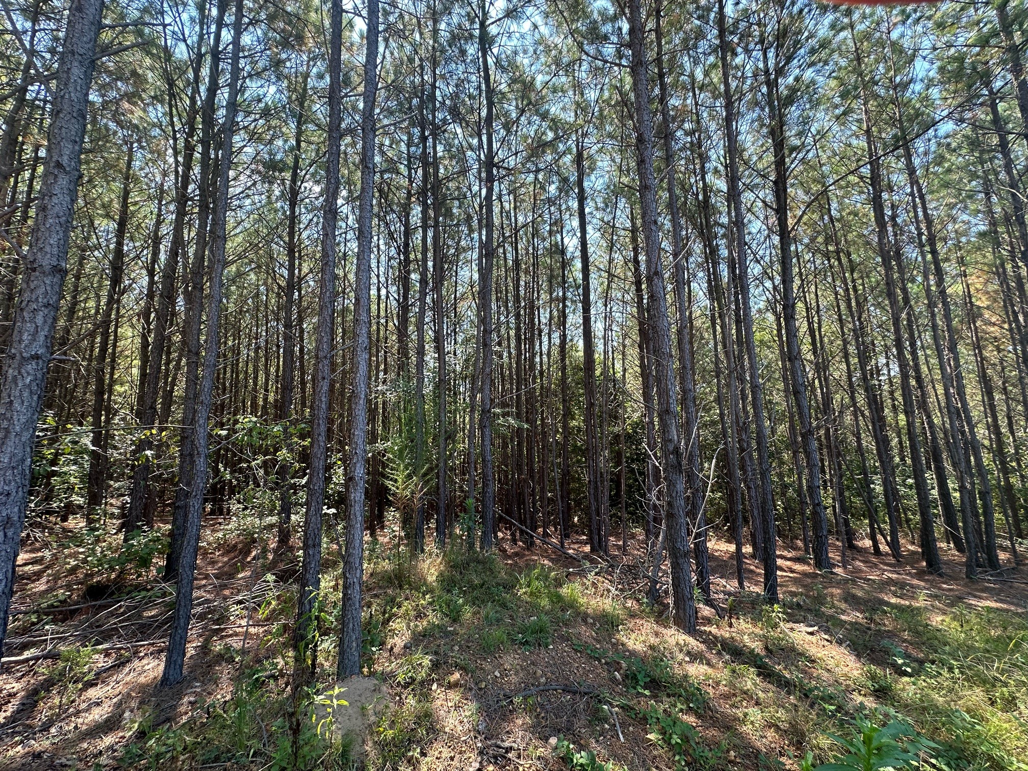 586 Seiber Ridge Road Hohenwald, TN 38462 - Photo 14 of 32 a view of forest