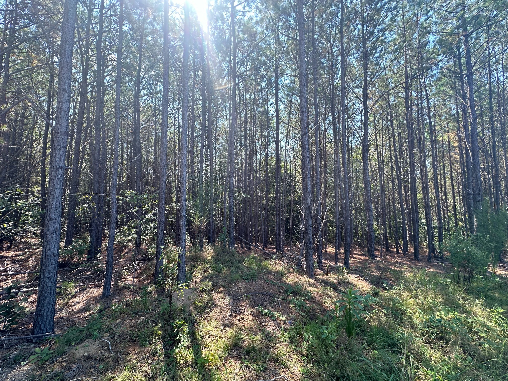586 Seiber Ridge Road Hohenwald, TN 38462 - Photo 15 of 32 a view of outdoor space and green space