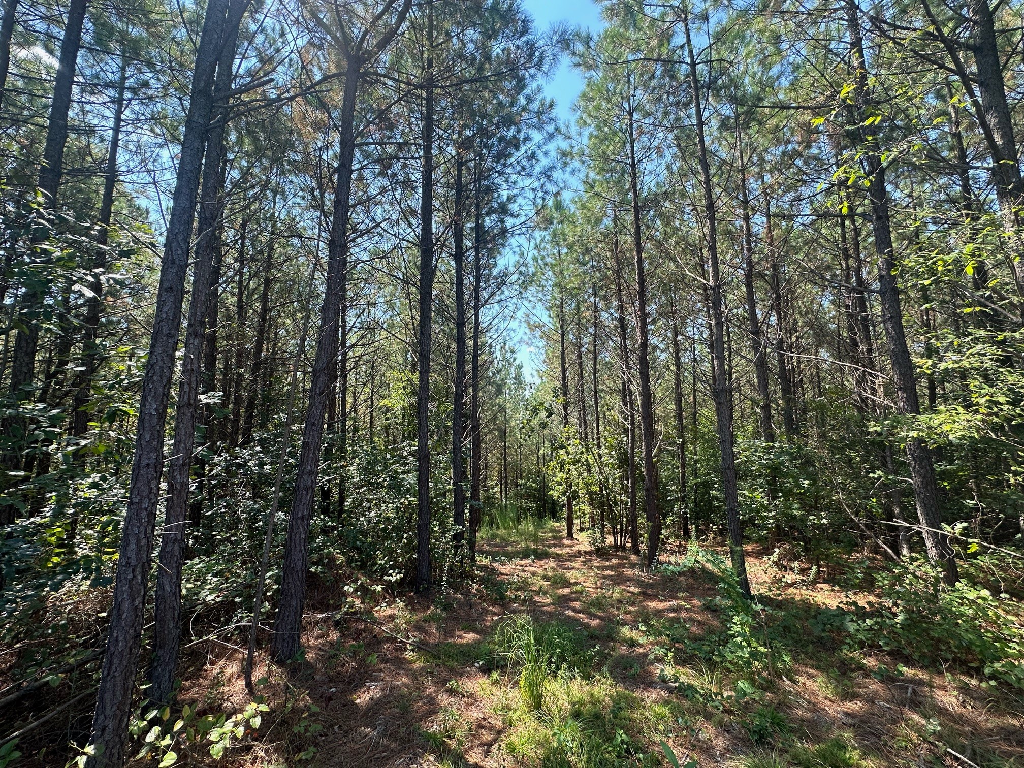 586 Seiber Ridge Road Hohenwald, TN 38462 - Photo 16 of 32 a view of forest