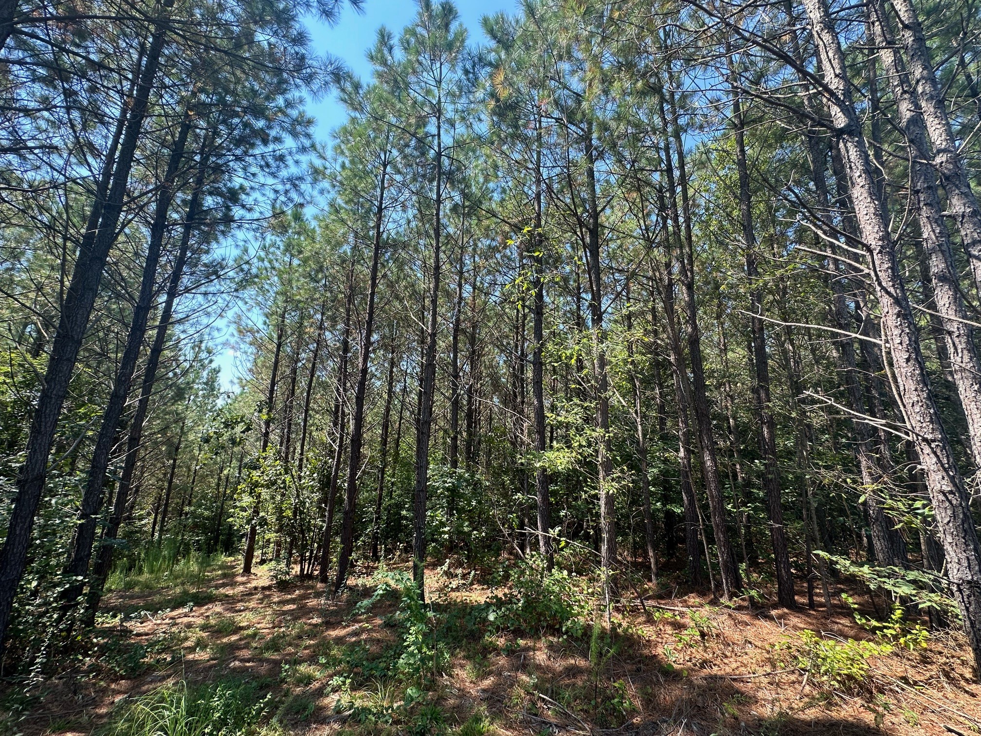 586 Seiber Ridge Road Hohenwald, TN 38462 - Photo 17 of 32 a view of outdoor space and green space
