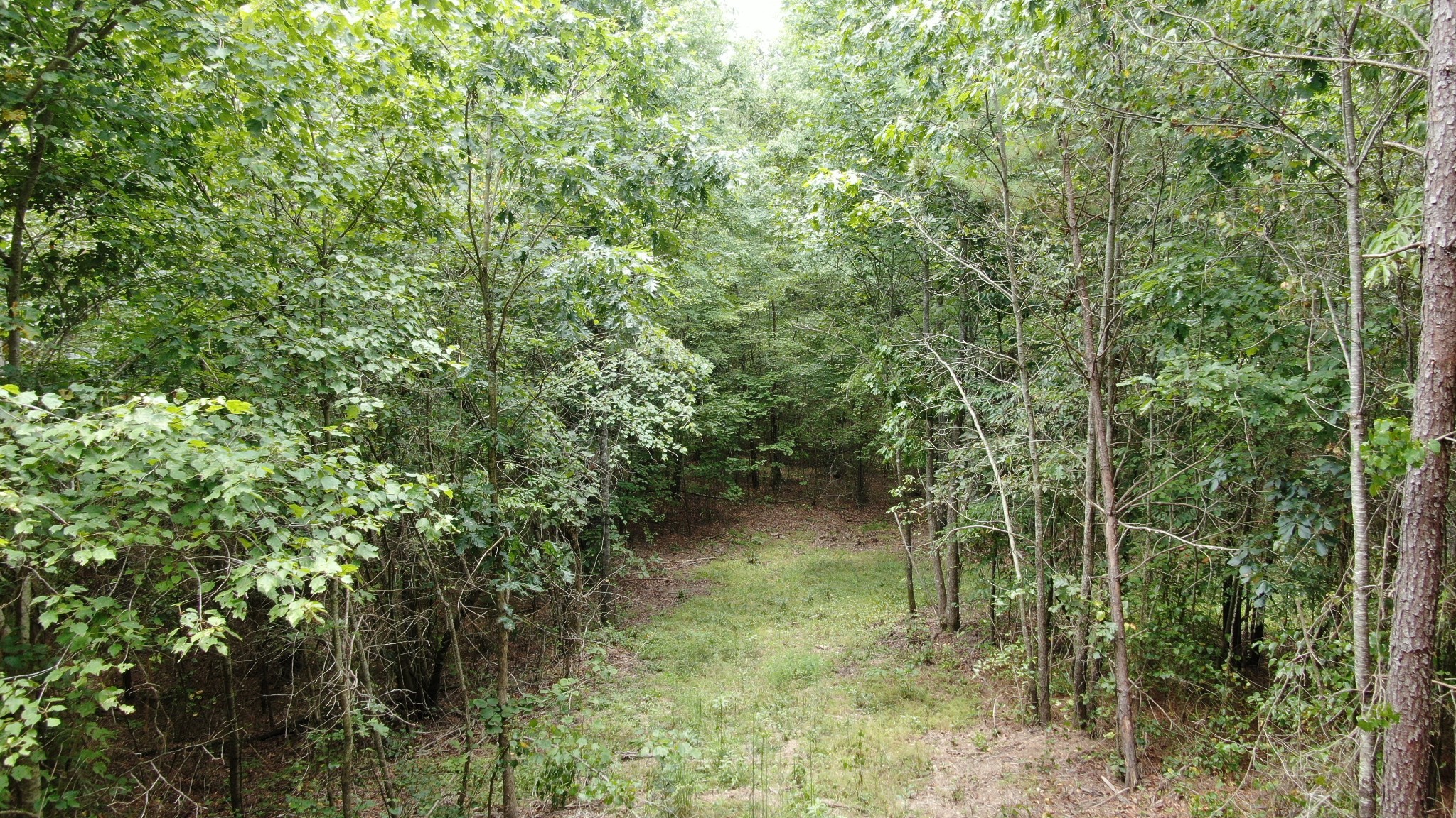 586 Seiber Ridge Road Hohenwald, TN 38462 - Photo 18 of 32 a view of a forest with a tree