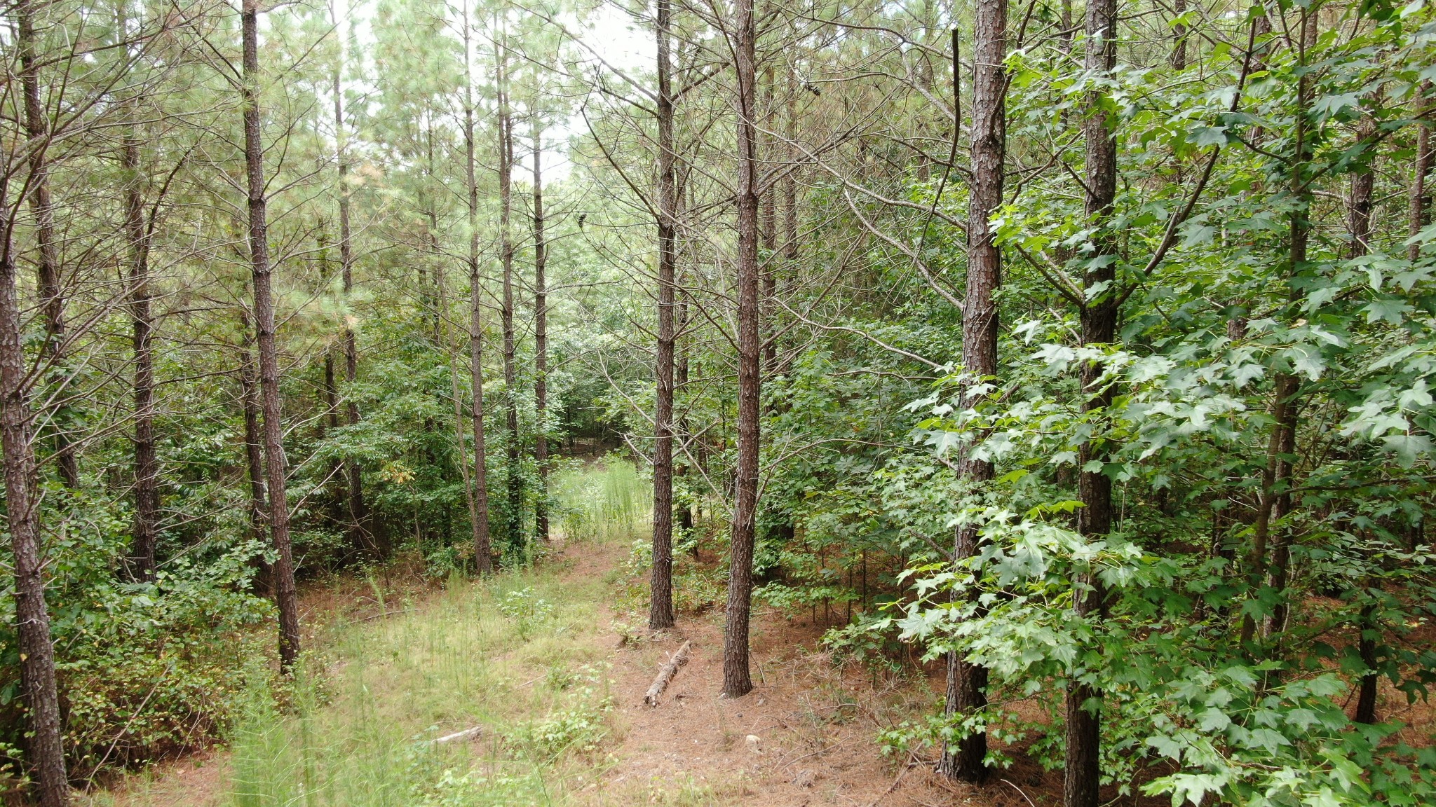 586 Seiber Ridge Road Hohenwald, TN 38462 - Photo 19 of 32 a view of a forest with trees