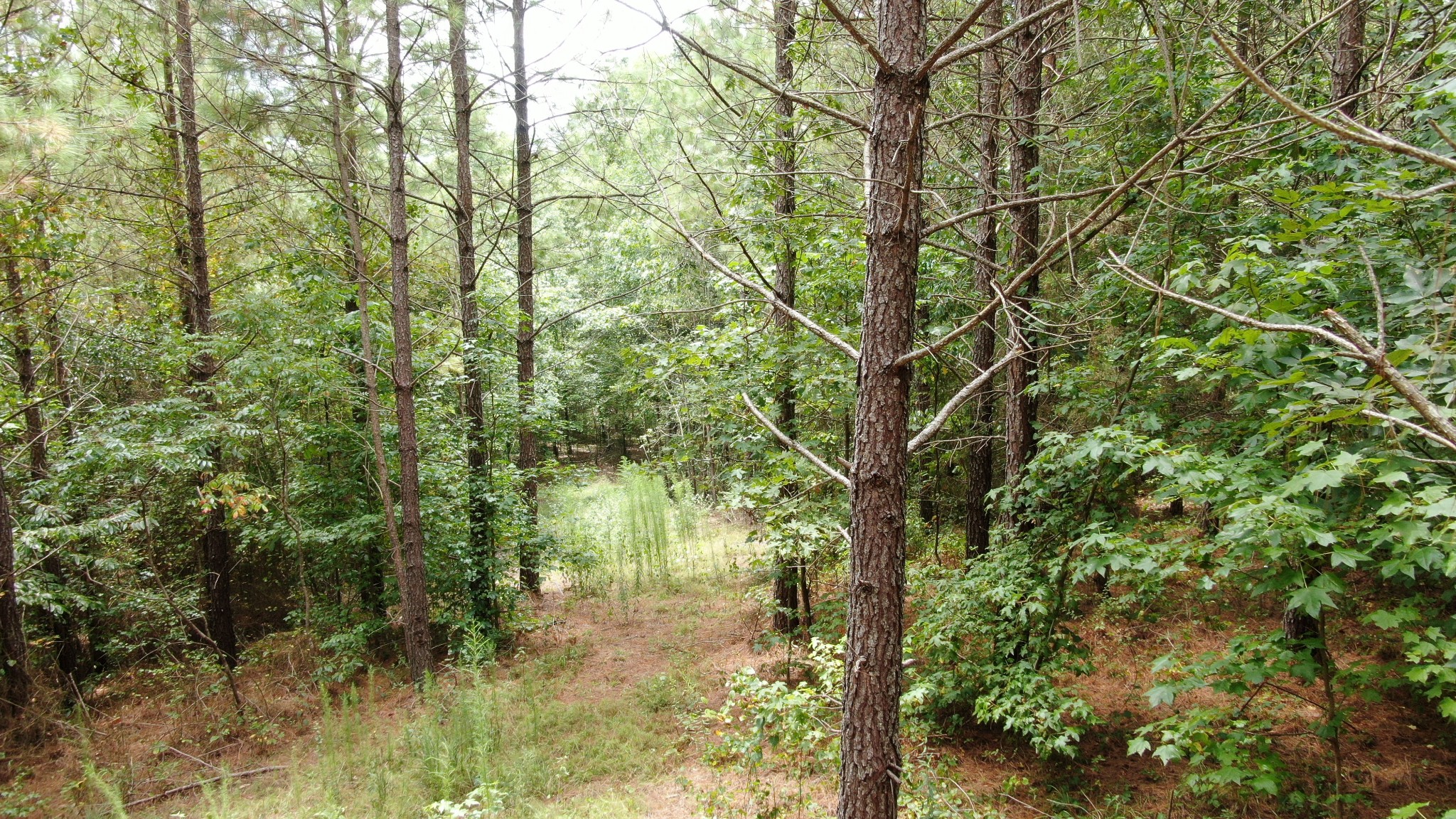586 Seiber Ridge Road Hohenwald, TN 38462 - Photo 20 of 32 a backyard of a house with lots of trees