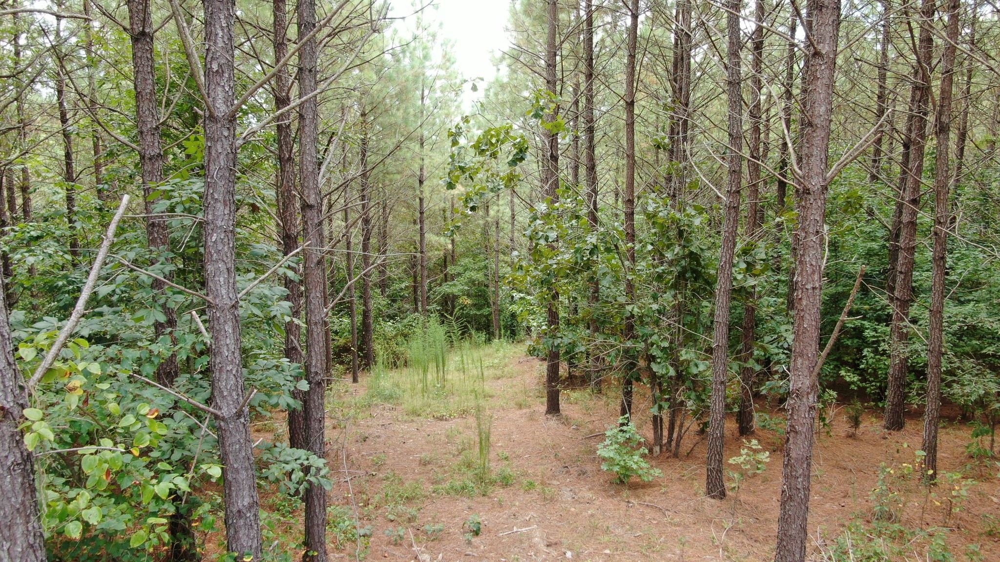 586 Seiber Ridge Road Hohenwald, TN 38462 - Photo 21 of 32 a view of a forest with trees