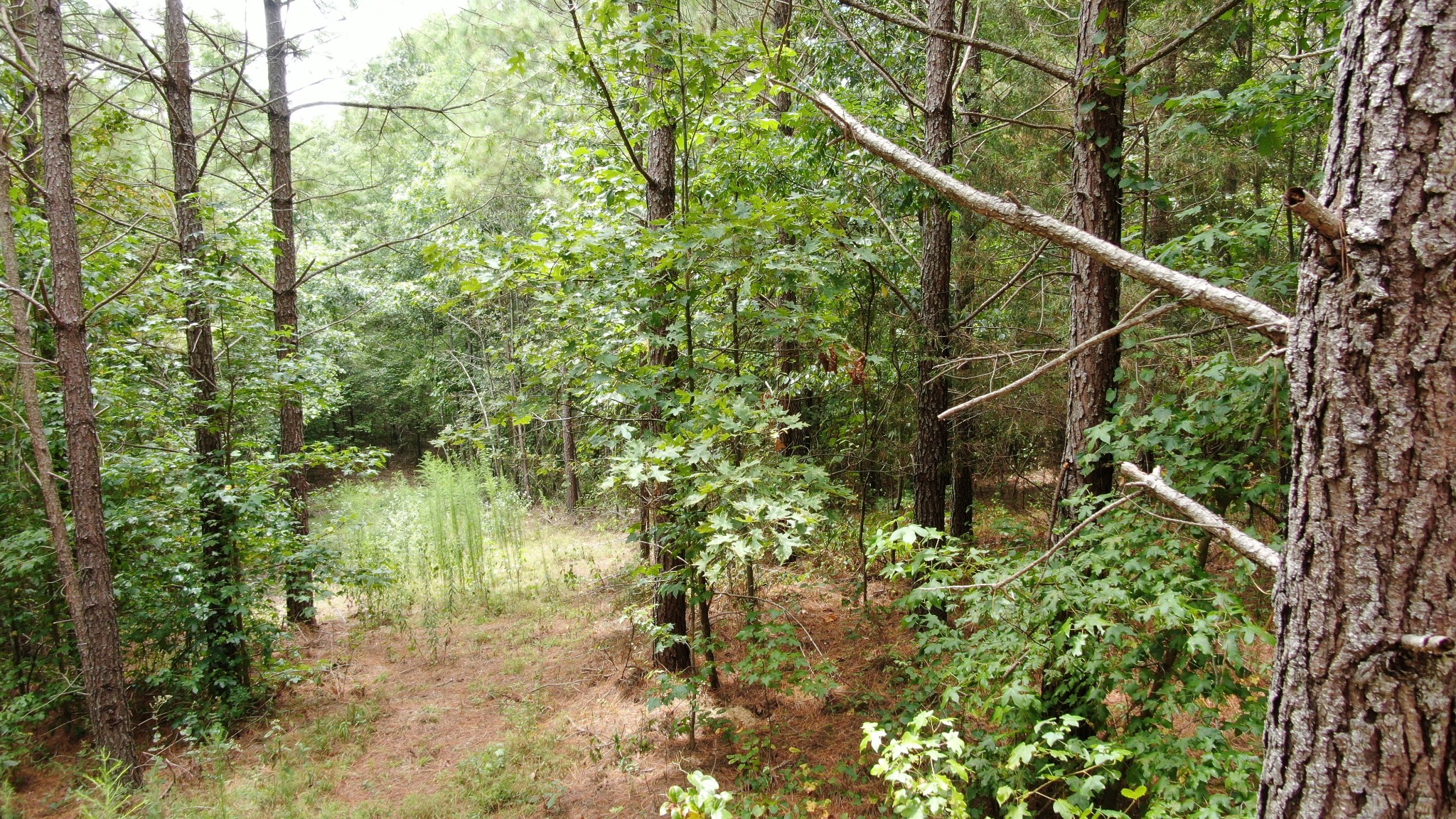 586 Seiber Ridge Road Hohenwald, TN 38462 - Photo 22 of 32 a view of a lake with a tree