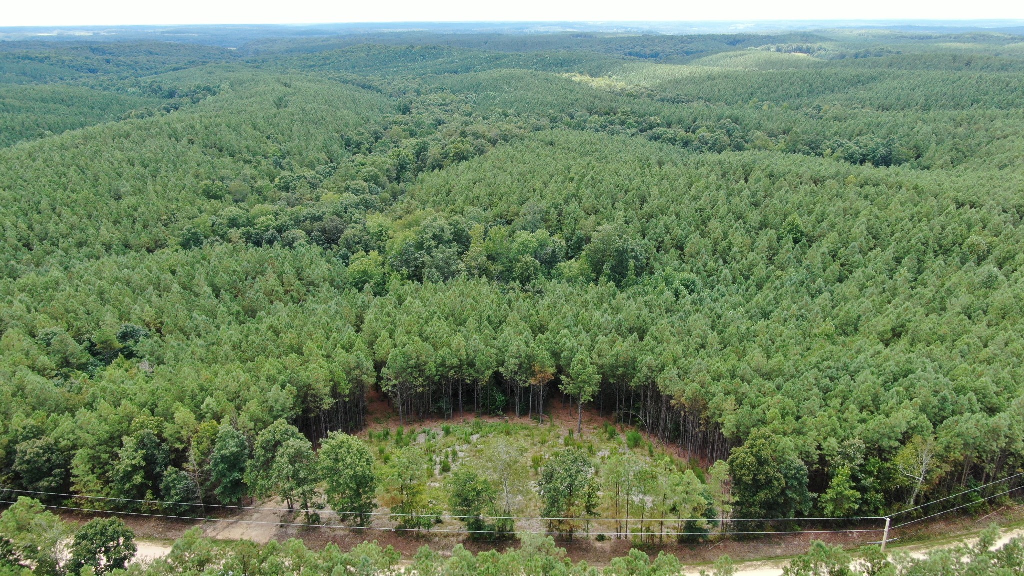 586 Seiber Ridge Road Hohenwald, TN 38462 - Photo 4 of 32 a view of a lush green forest with trees and some plants