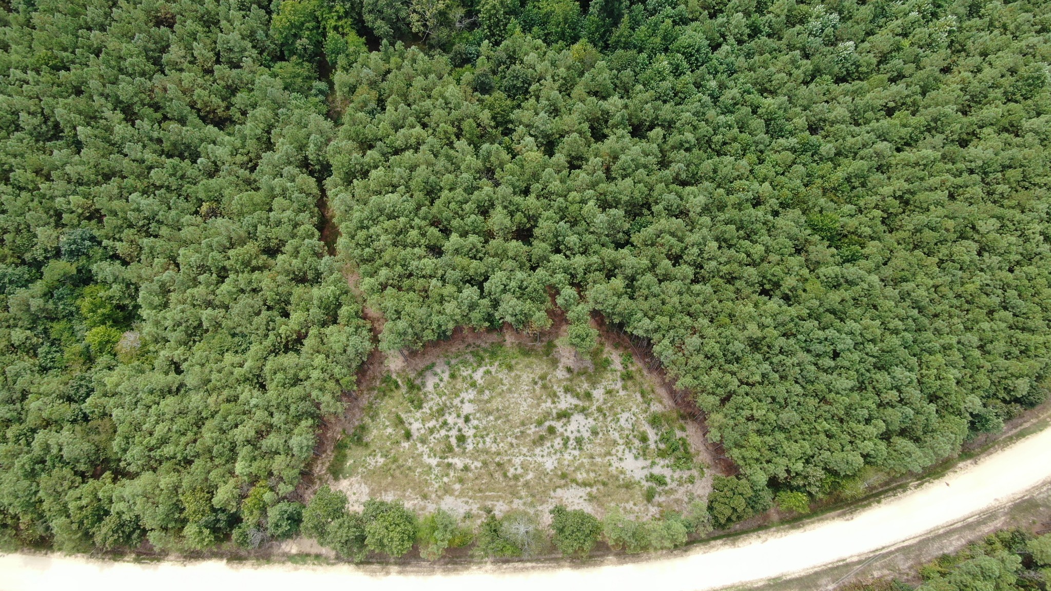586 Seiber Ridge Road Hohenwald, TN 38462 - Photo 6 of 32 a view of a yard with a tree