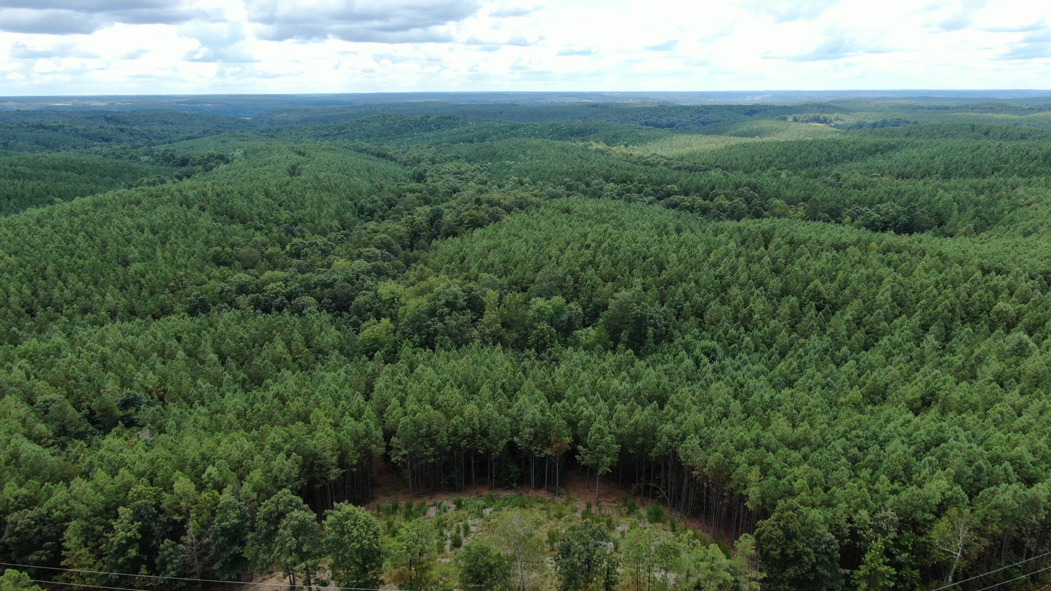 586 Seiber Ridge Road Hohenwald, TN 38462 - Photo 7 of 32 a view of a green field with lots of bushes