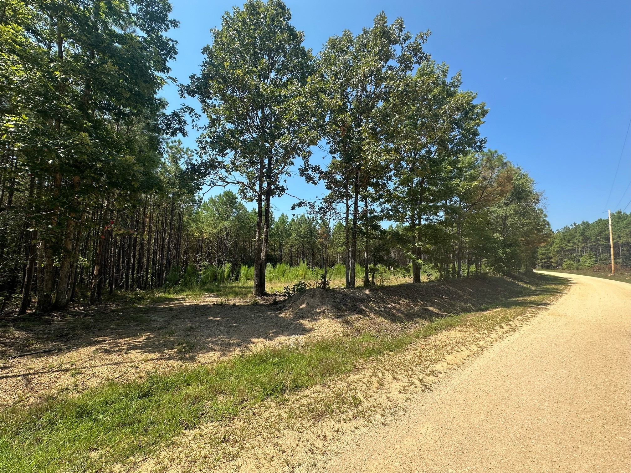586 Seiber Ridge Road Hohenwald, TN 38462 - Photo 8 of 32 a view of a tree in the middle of a yard