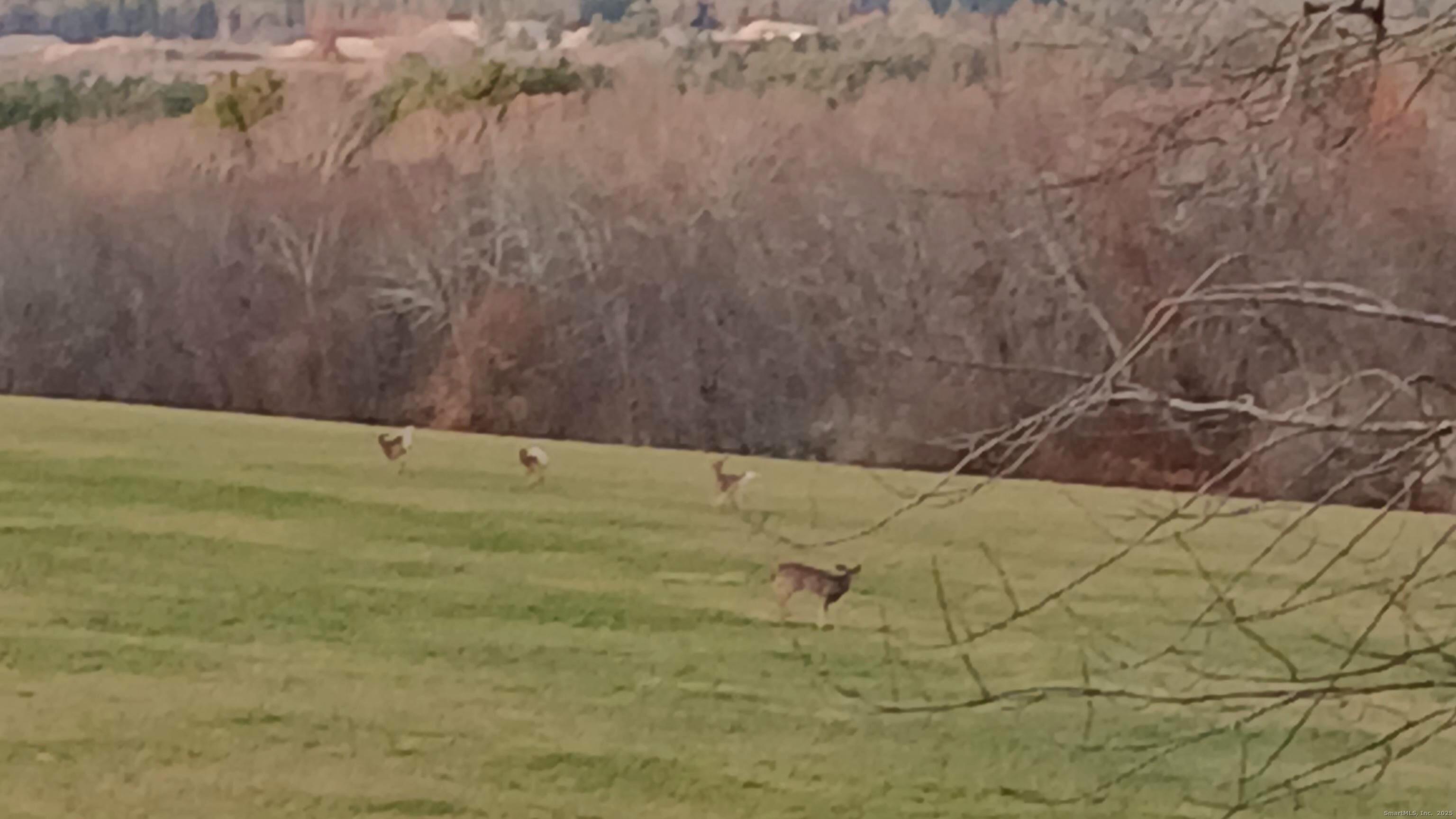 63 Glebas Road Plainfield, CT 06374 - Photo 25 of 32