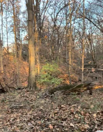 a close up of a tree