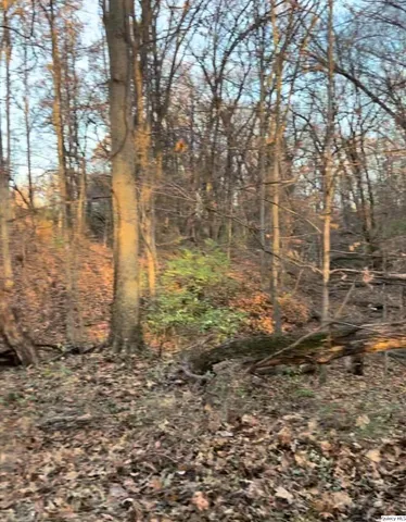 a close up of a tree