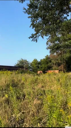 a view of a garden with plants and large trees