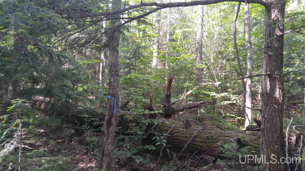 33-acres Sigar Camp Road Seney, MI 49883 - Photo 9 of 22