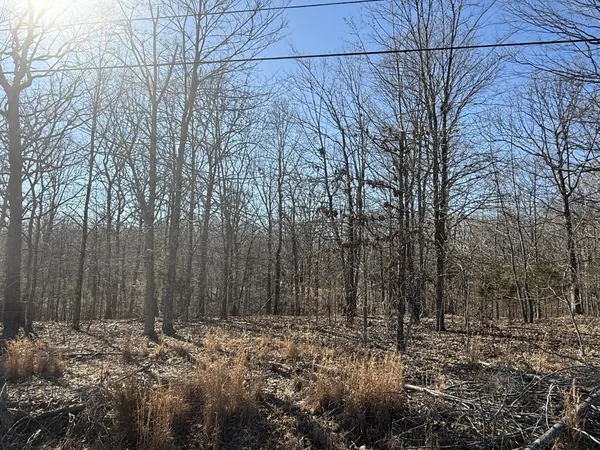 a view of a yard with trees in the background
