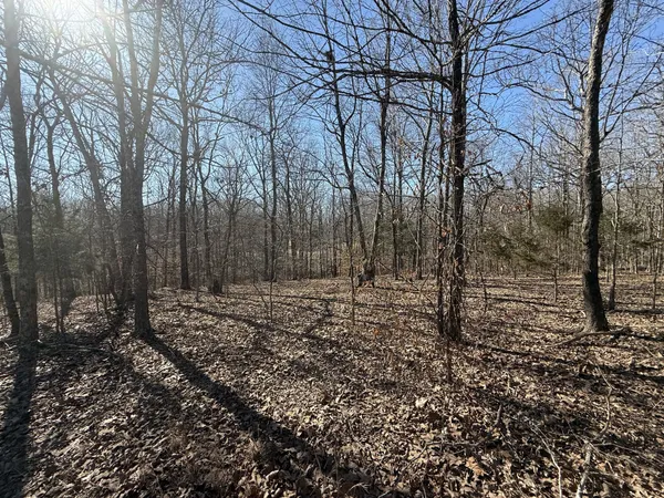 a view of a yard with trees