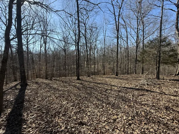 a view of a backyard with large trees