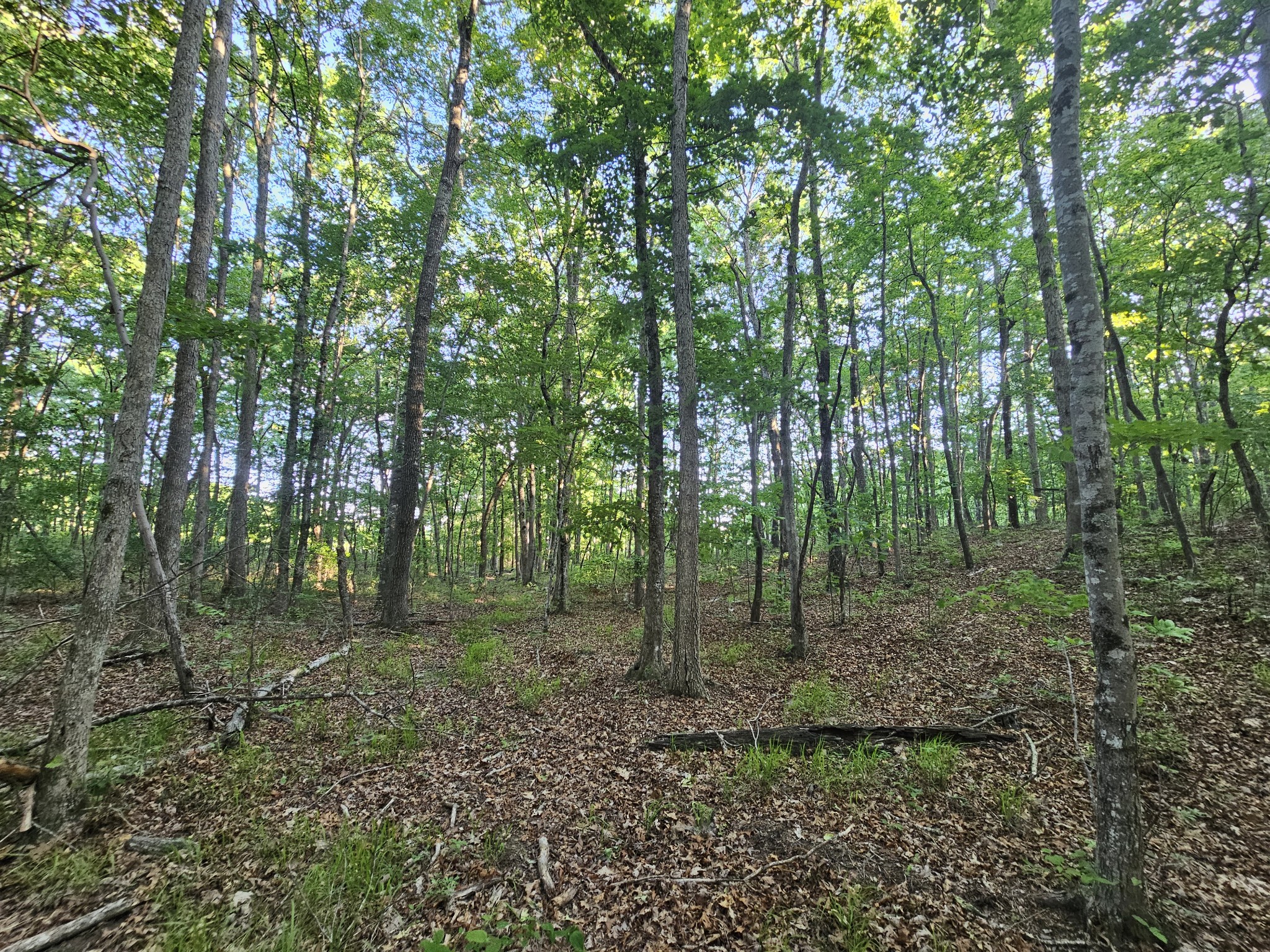 10 Griswold Road Altamont, TN 37301 - Photo 19 of 35 a view of a forest with trees in the background