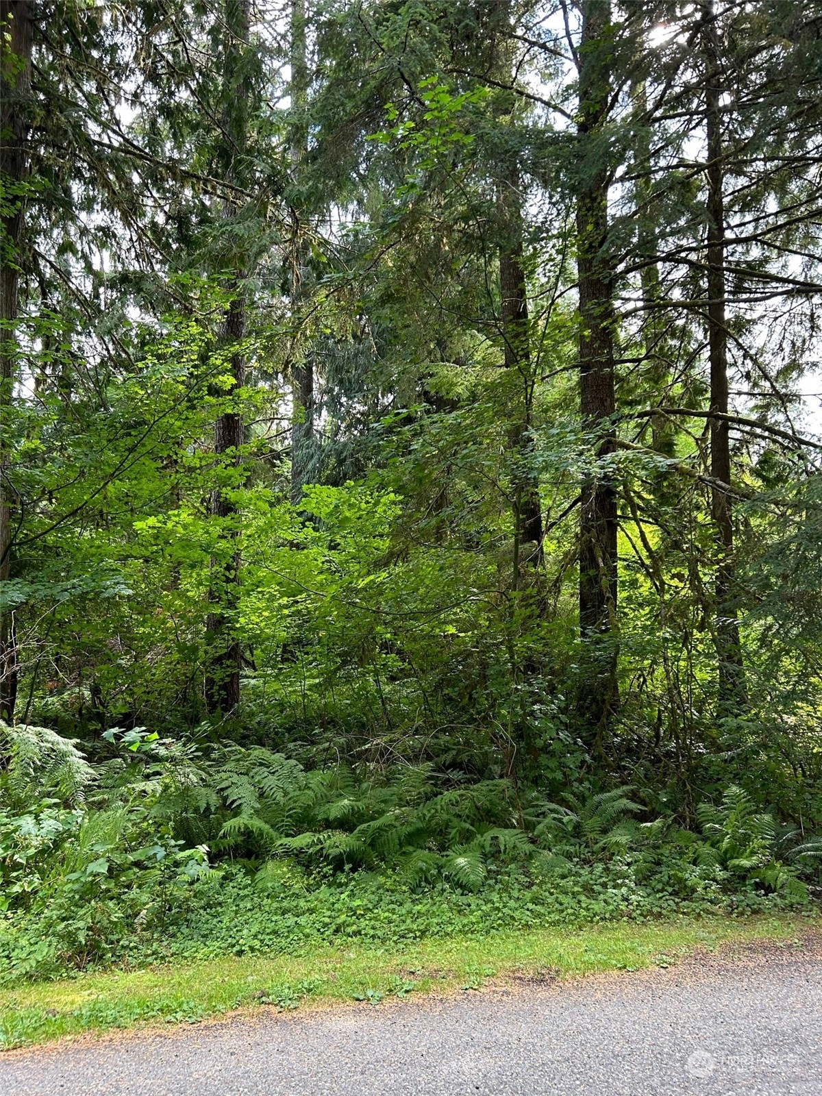 18032 Welcome Road Glacier, WA 98244 - Photo 2 of 8 a view of a yard with plants and large trees